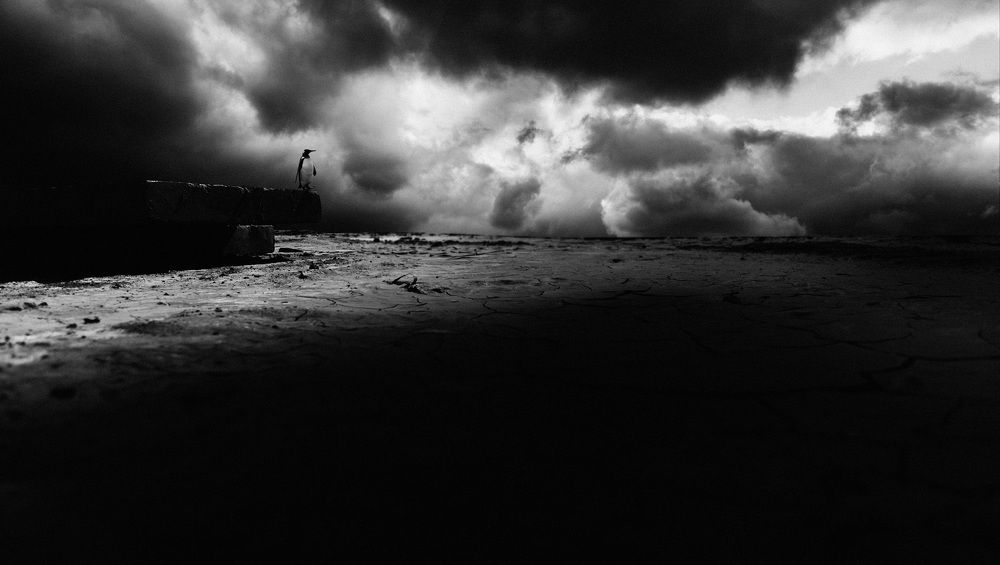 Photograph by reza lashgari