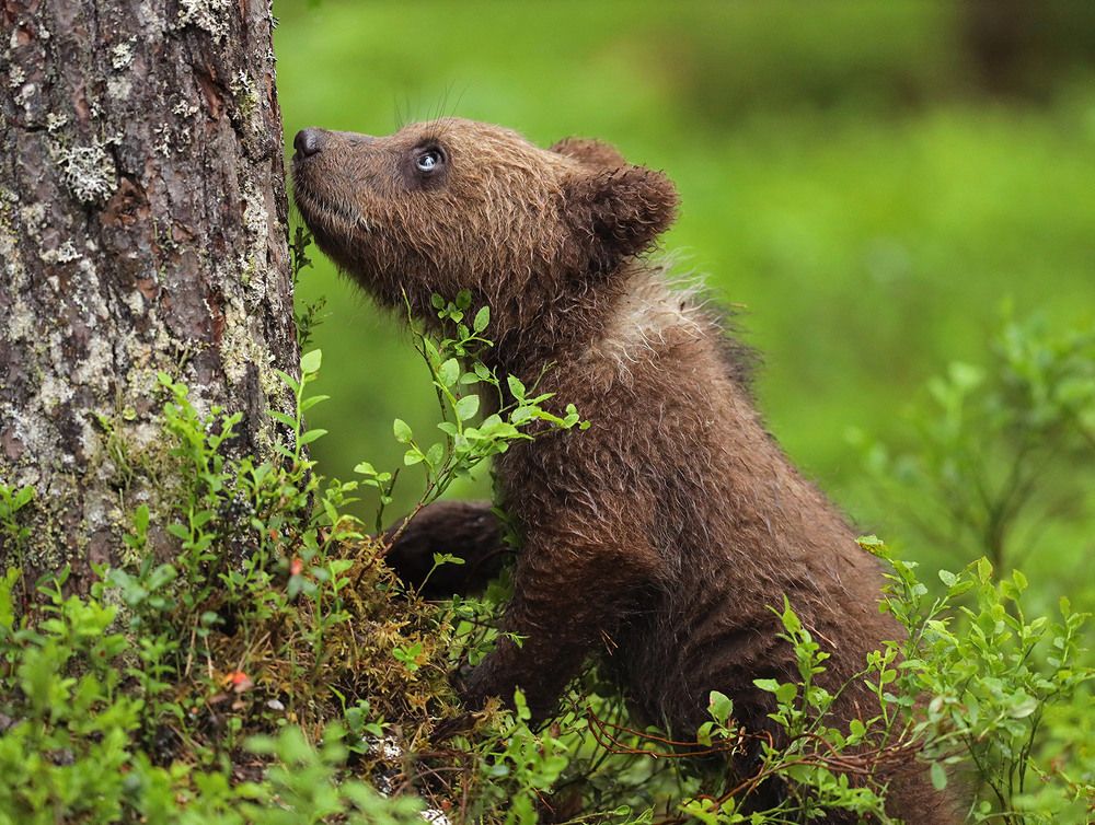 Залезать или нет?