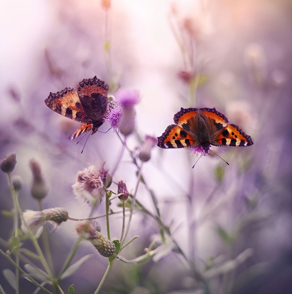 Butterflies meadow
