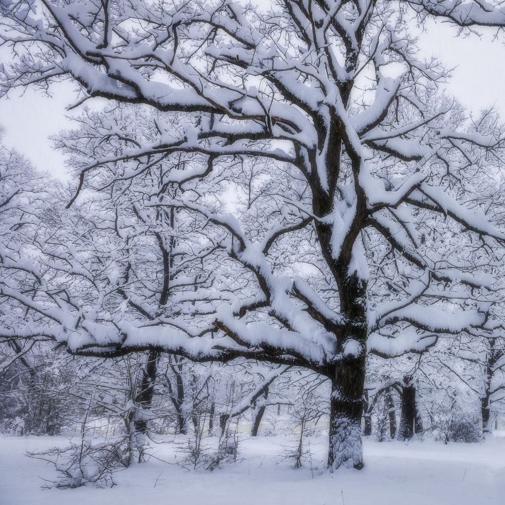 Photograph by Антон Литвин