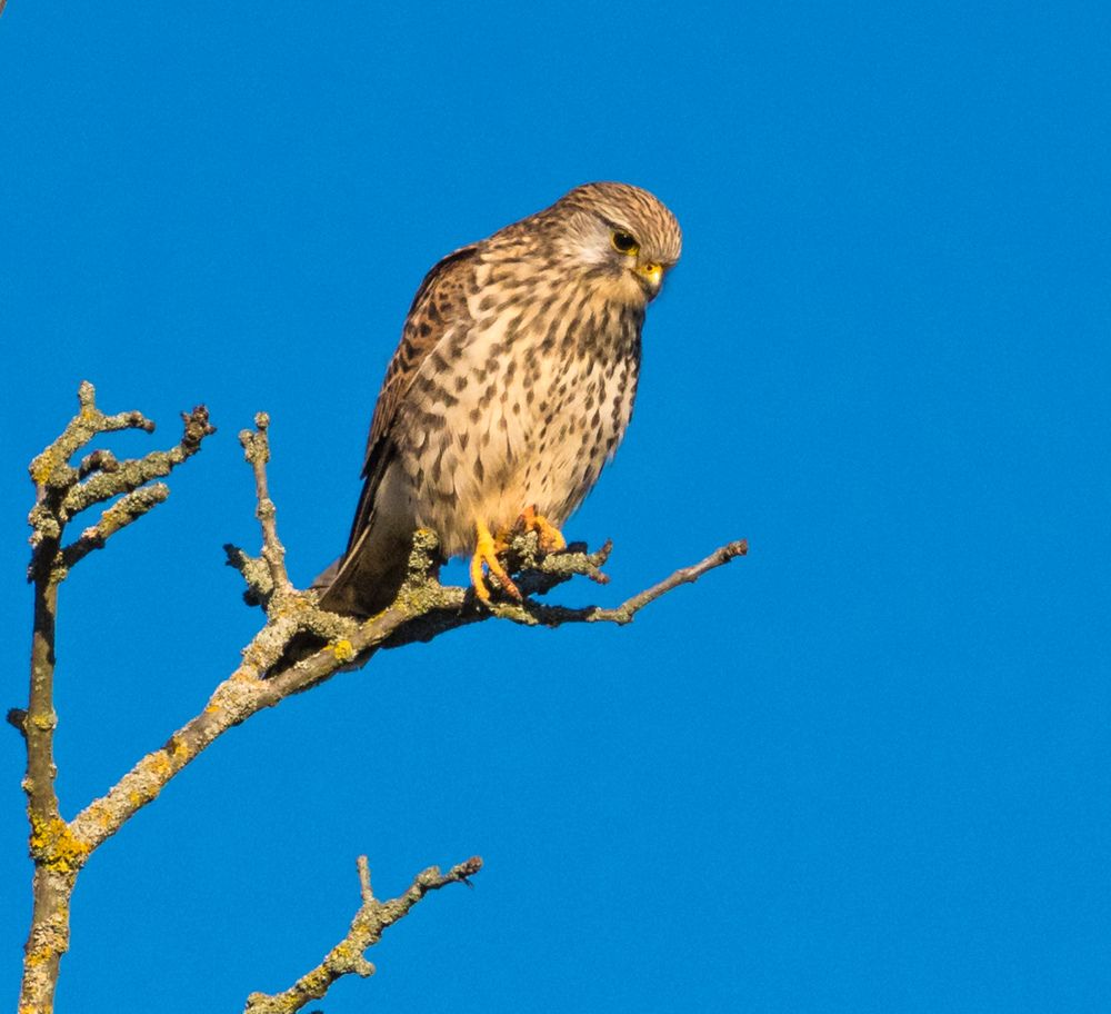 Сокол философ