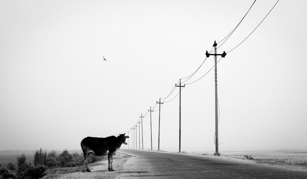 Photograph by SAJAD ABD ALALAH