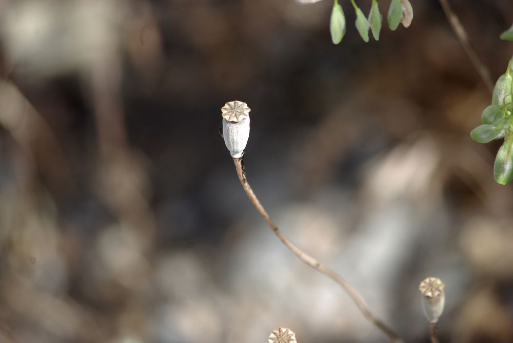 Photograph by Лилия Потравнова