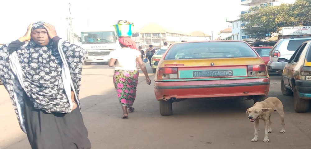 Le danger des chiens errants à Conakry