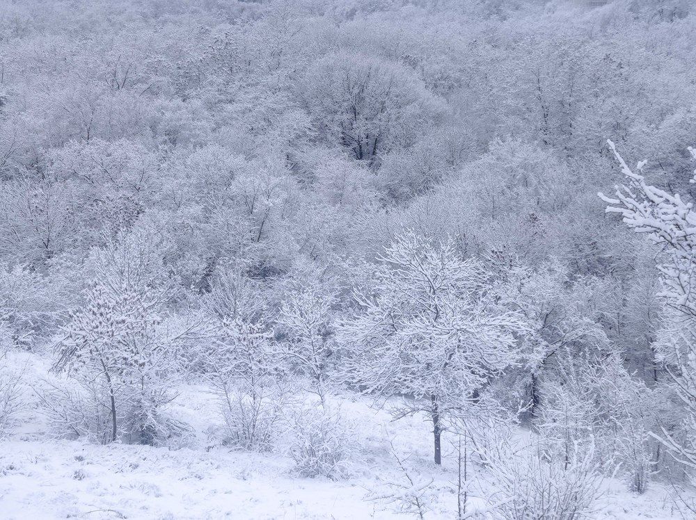Зимний лес