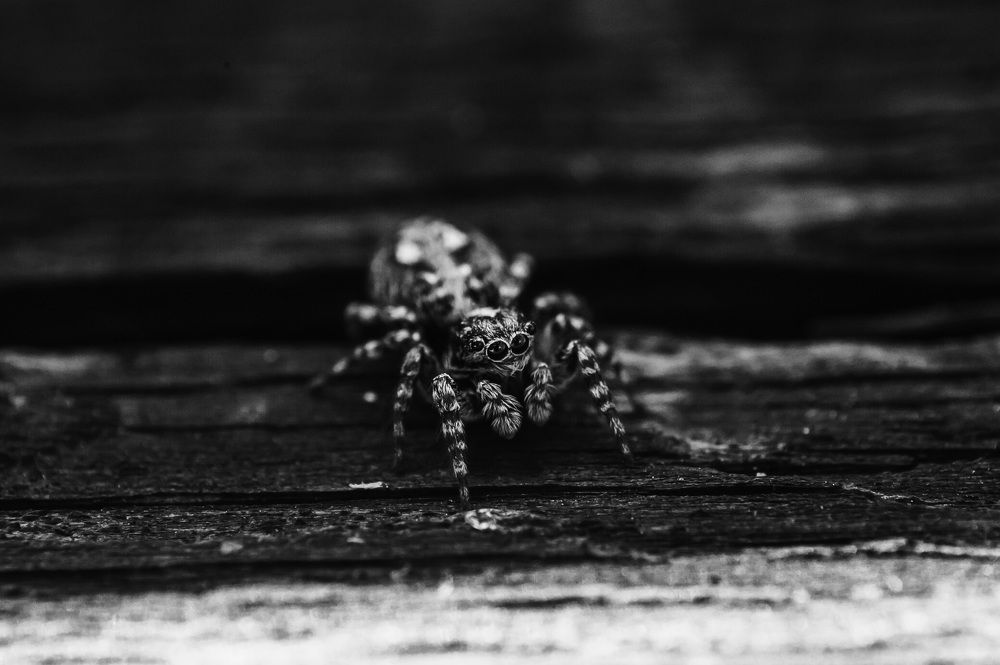 Photograph by Григорий Пиль