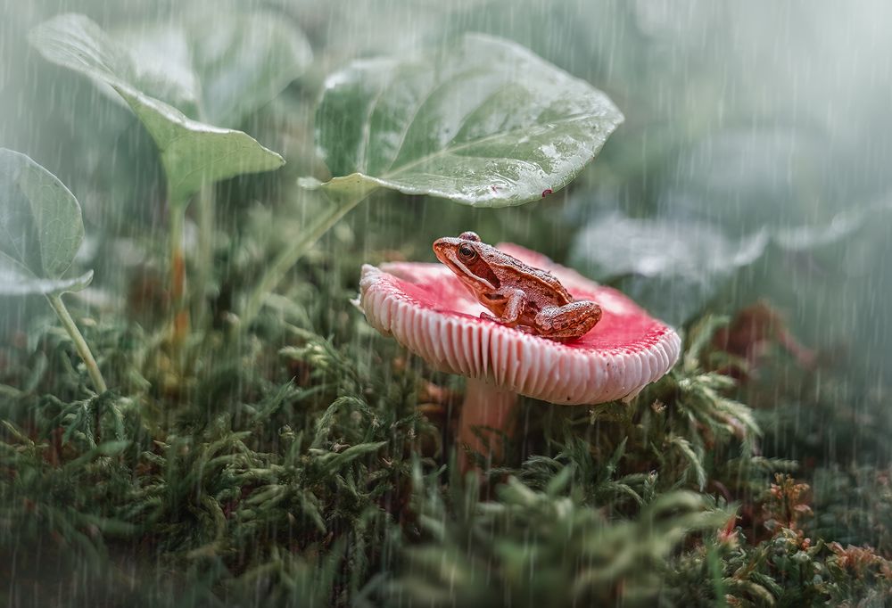 Дождливый день