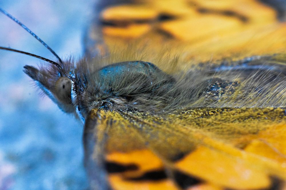 Photograph by Andrea