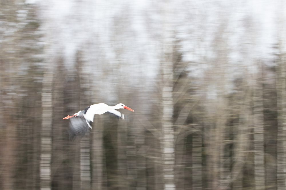 Photograph by Елена Иванова