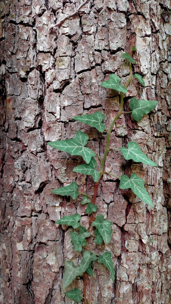 Photograph by Антон Пирожок