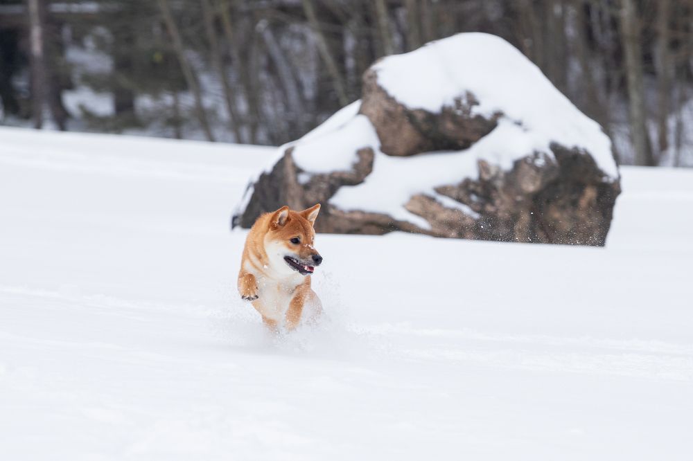 Photograph by Елена Иванова