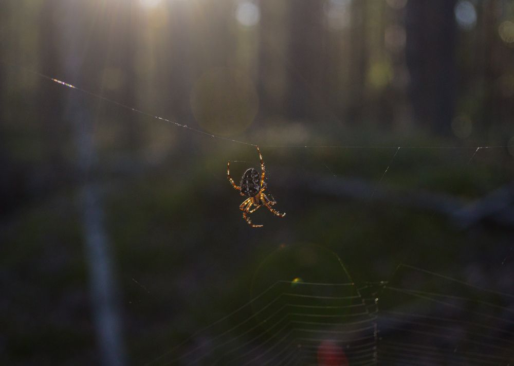 Photograph by Анастасия Рыжакова