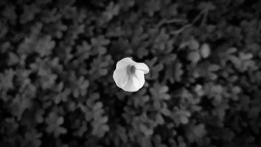 Conceptual Minimalism