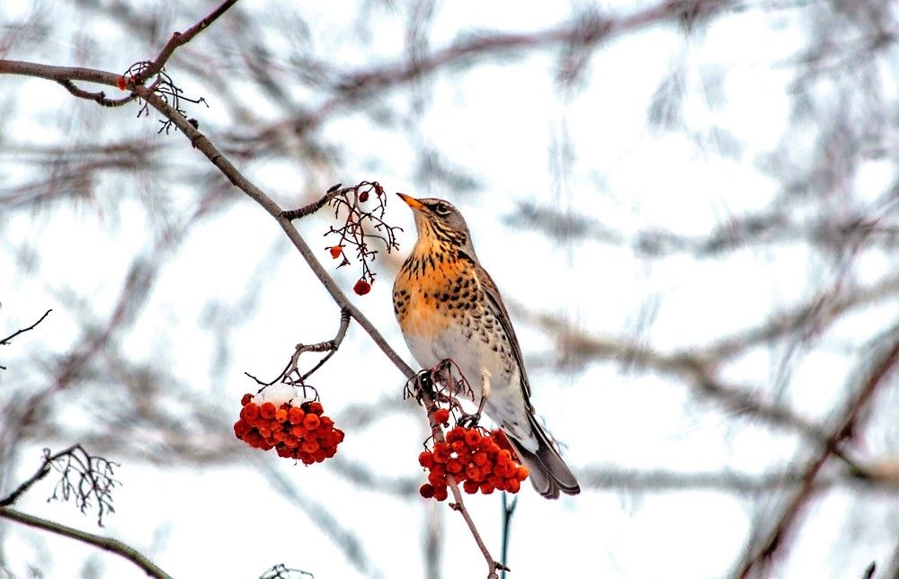 Дрозд рябинник.