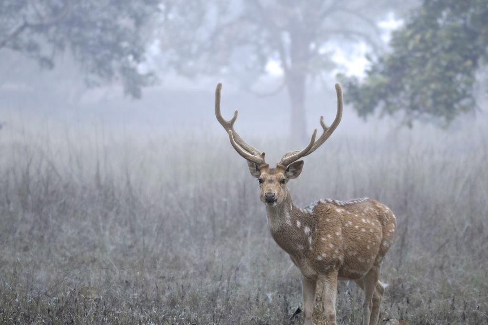 Photograph by Santhosh GVN