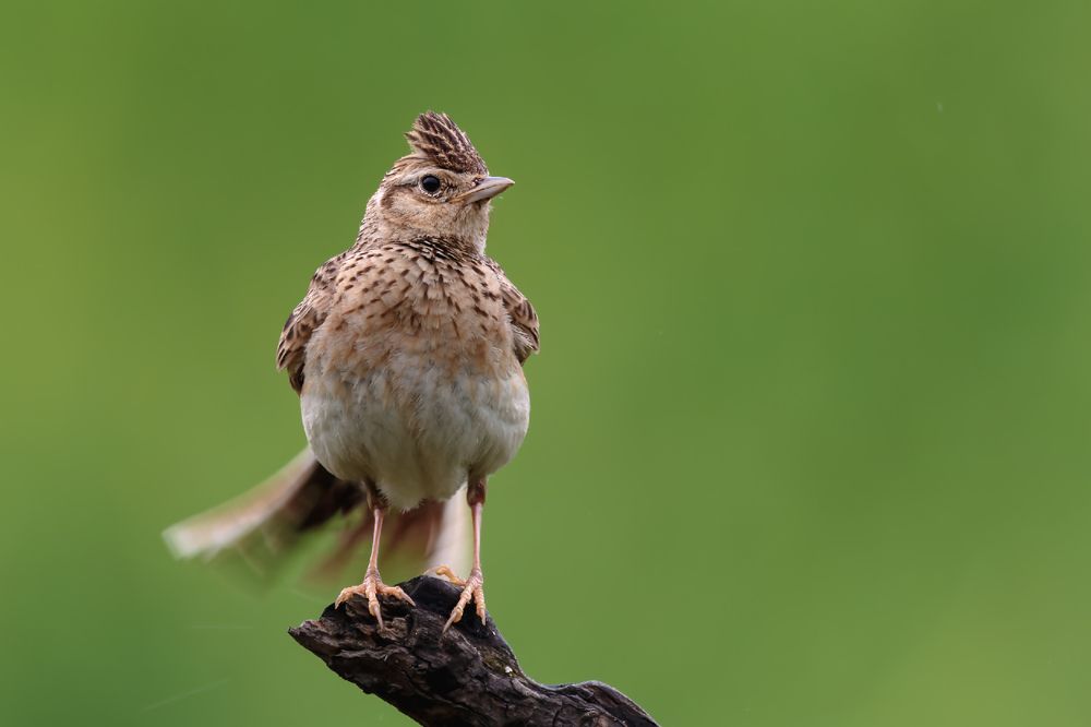 Photograph by Liu YuDong