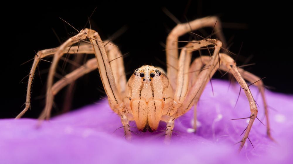 Photograph by Wildan Ardani