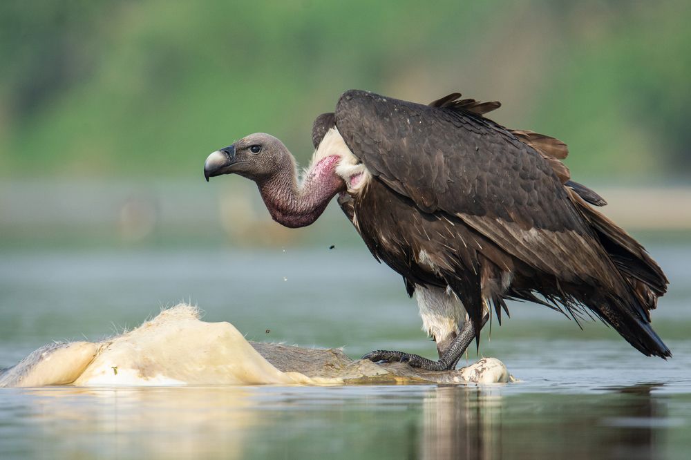 Photograph by Pinak Paul