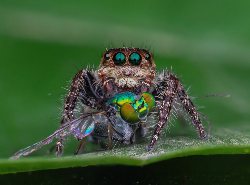 Фотография автора Jayanta Basak