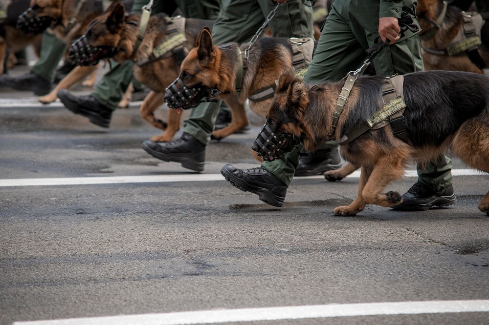 Photograph by Анна Пикаленко