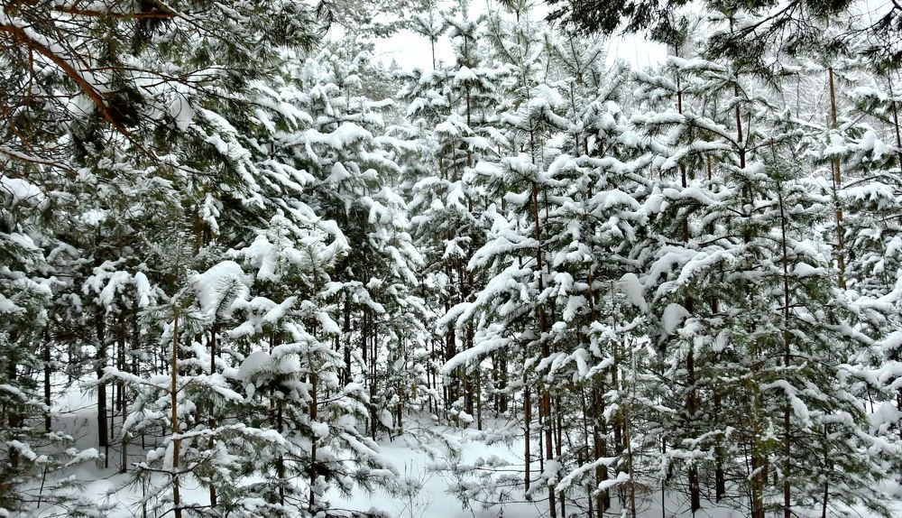 Photograph by НИНА АВЕРЬЯНОВА