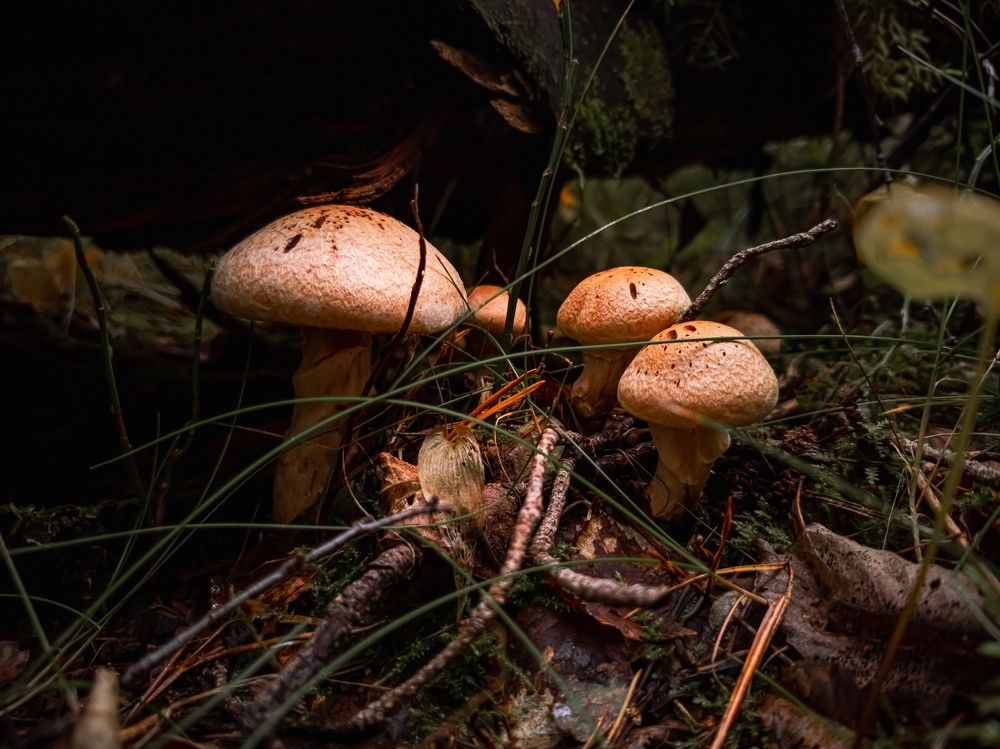 Photograph by Александр Безуглый