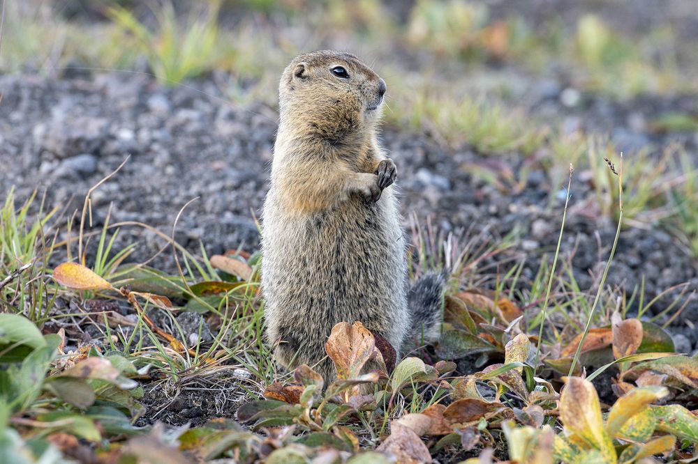 Бургомистр.