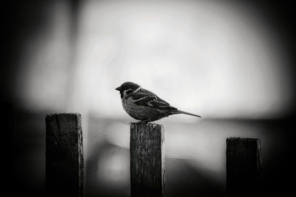 Photograph by Анастасия