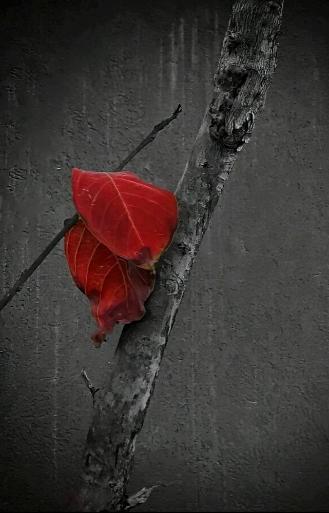 Photograph by Polina Svirida