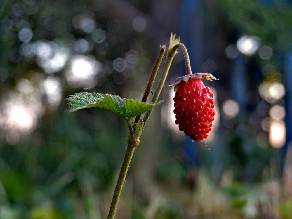 Photograph by Іван Березовський