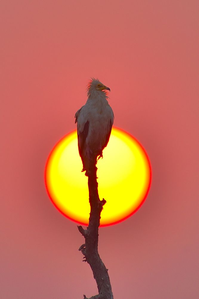 Egyption Vulture on tip of sun
