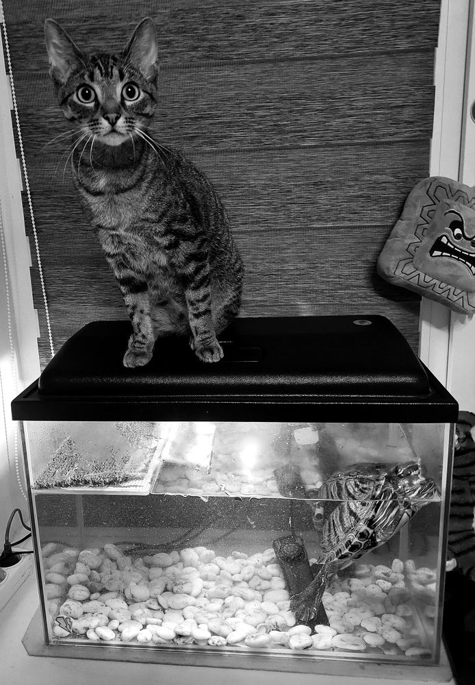 Фотография автора Мария Коледа