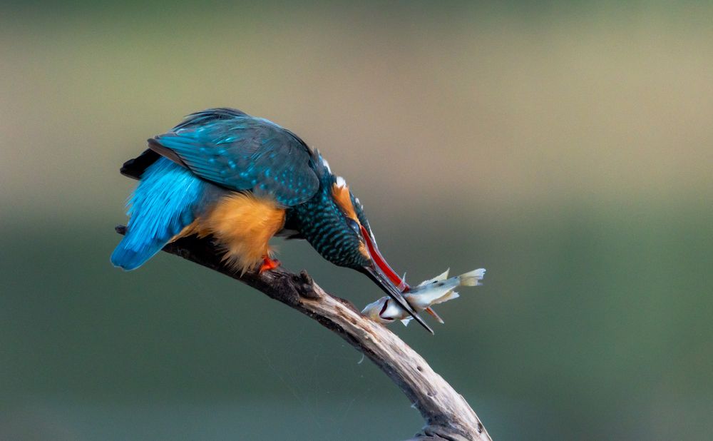 Фотография автора Hari Govindarajulu
