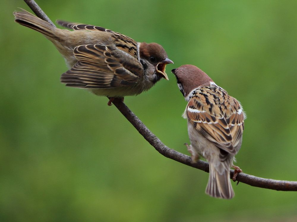 Кормление птенца