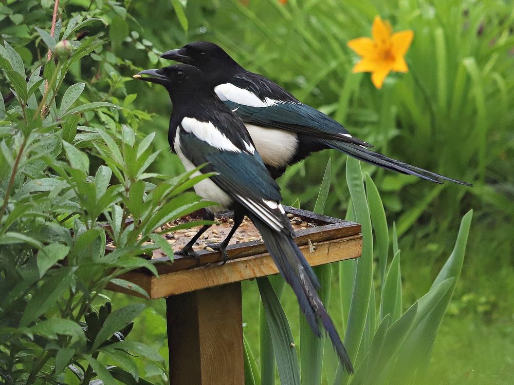 Сороки - сестрички