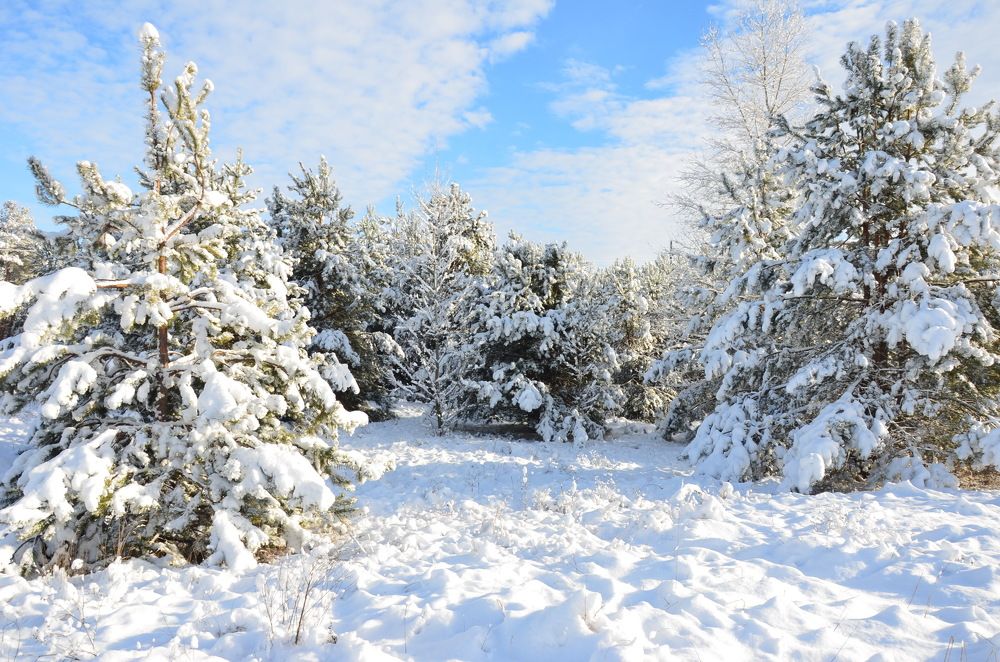 Photograph by Владимир Тертышник