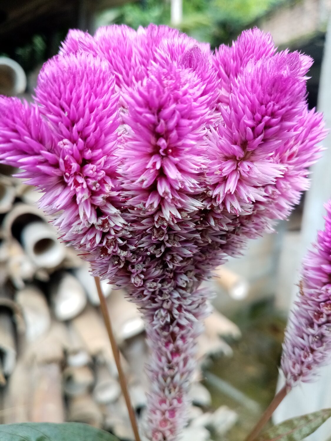 Beautiful pinkish flower