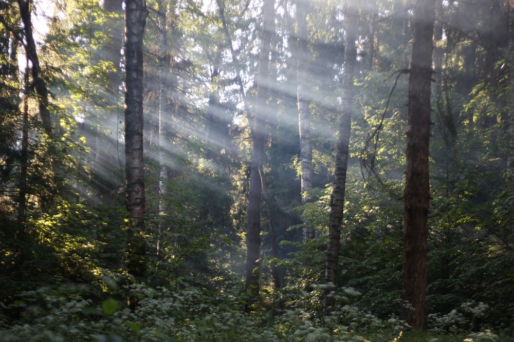 Photograph by Алексей Абратанов