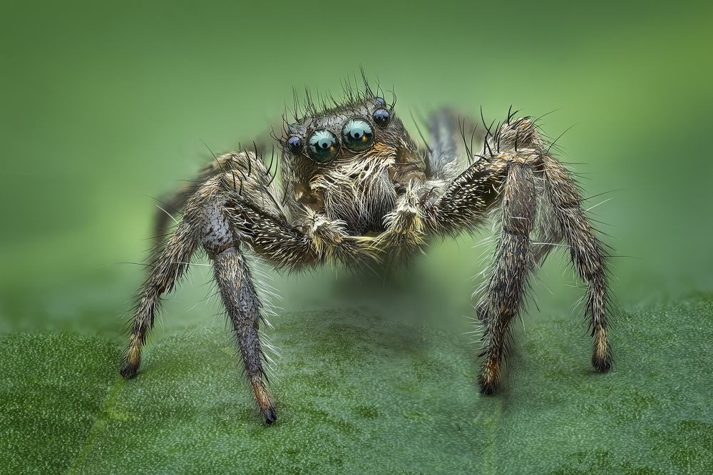 Salticidae