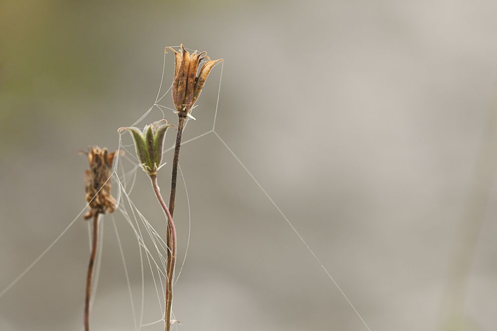 Фотография автора Лариса Кисурина