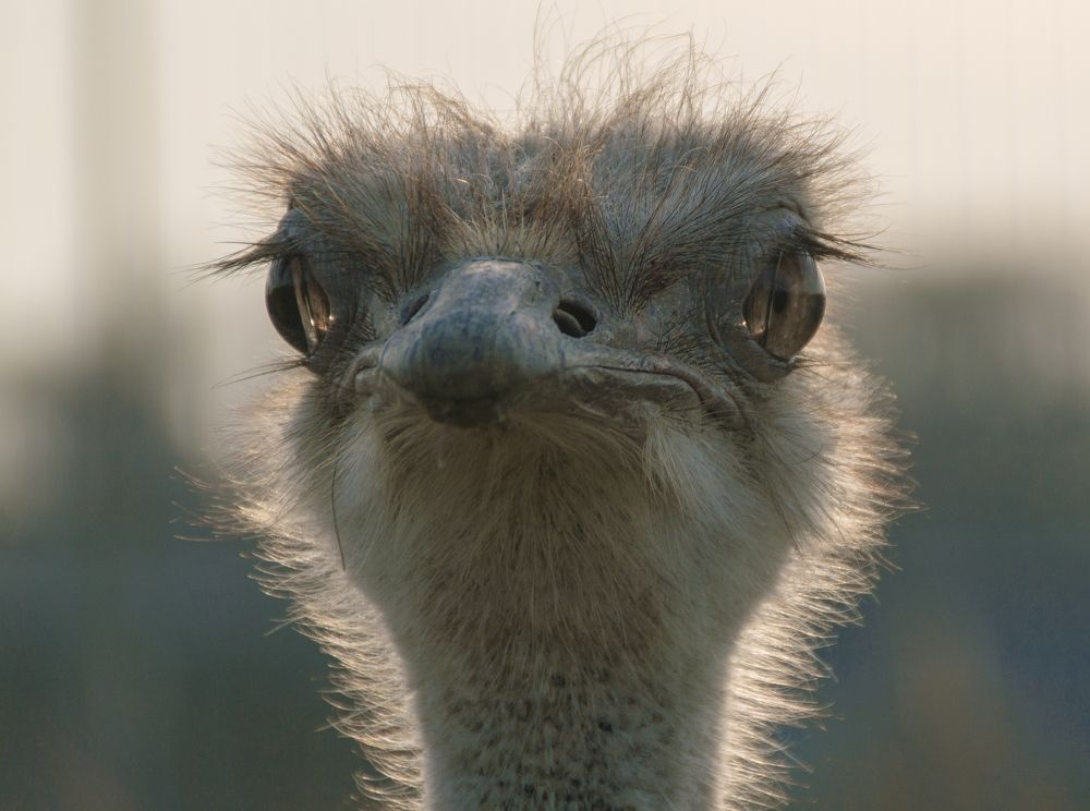 Photograph by Фёдор Зубчик