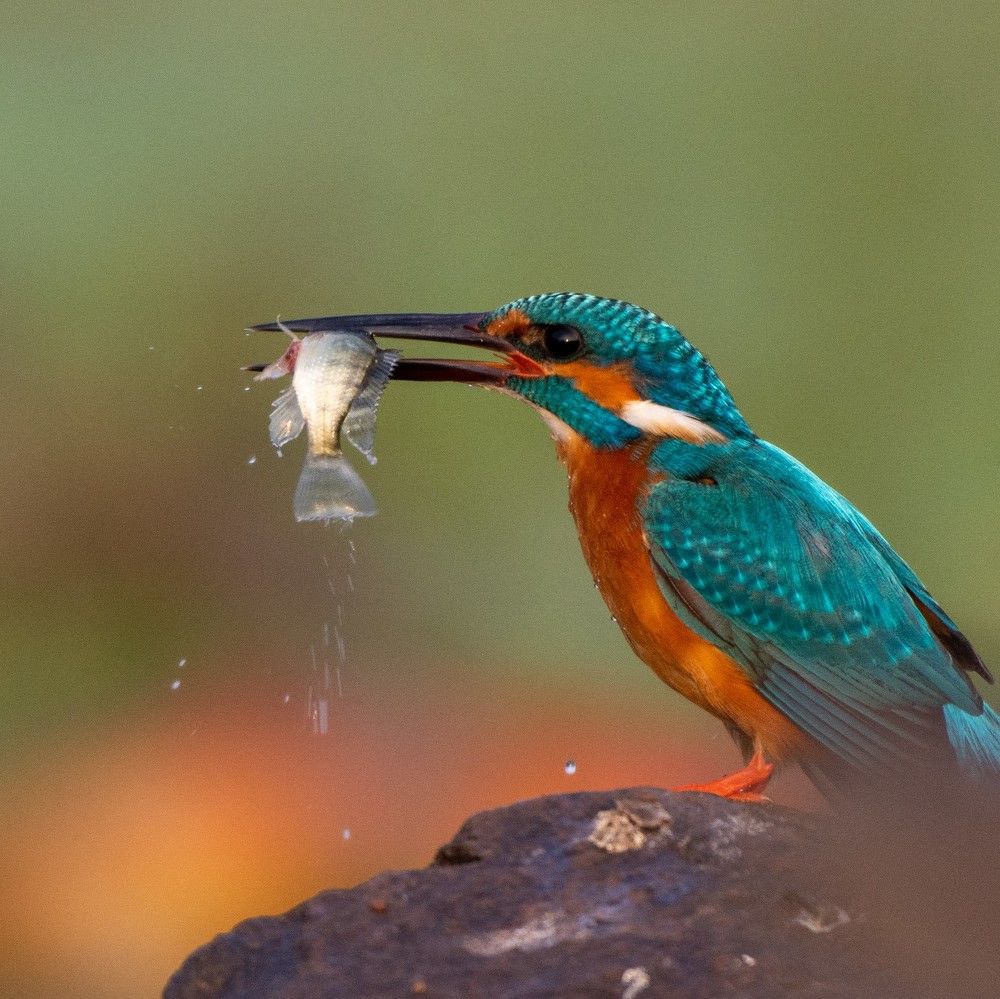 Photograph by Soumya Chandan Panda