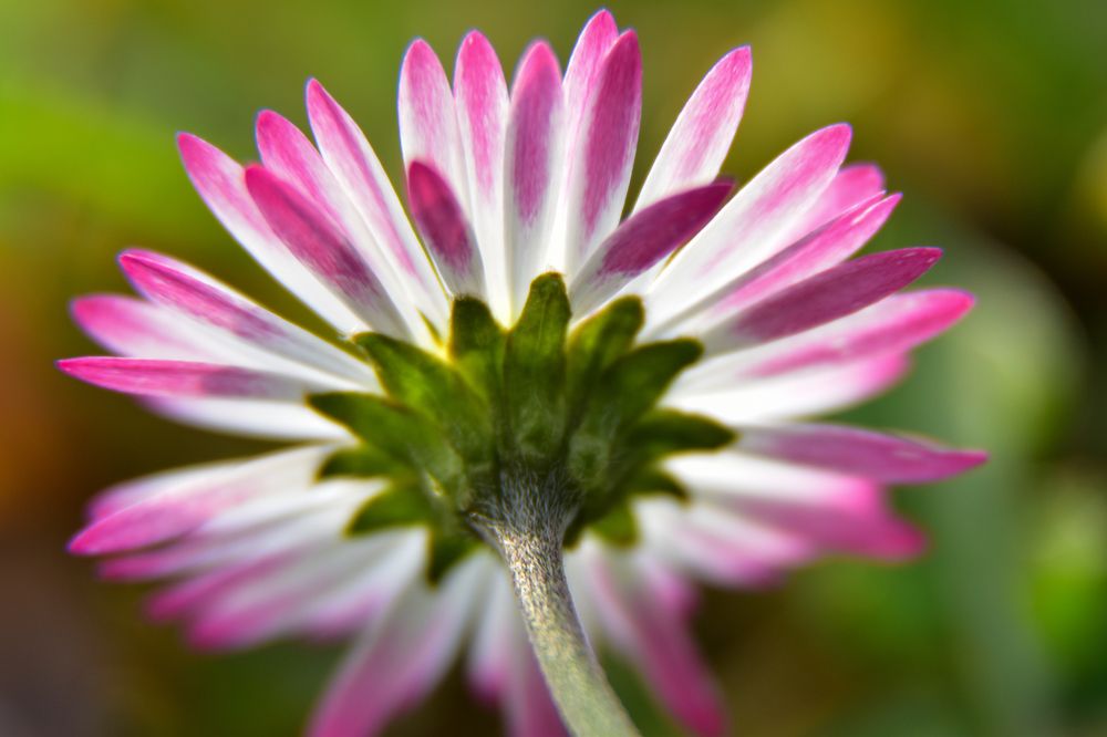 Photograph by Karolina Navodnik