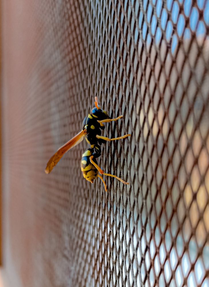 The calm wasp