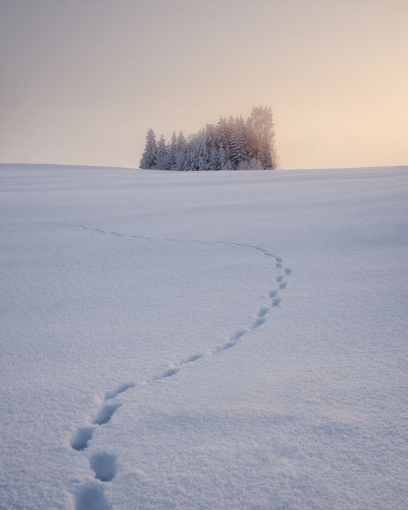 Фотография автора Дмитрий Медянцев