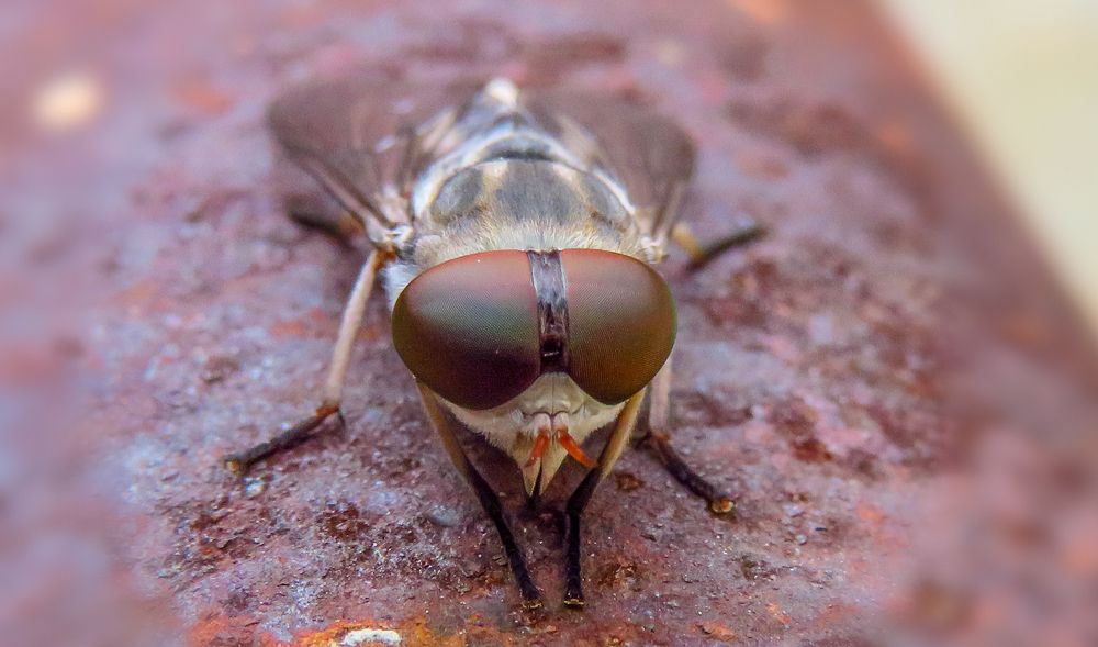 Photograph by Susmita Paul