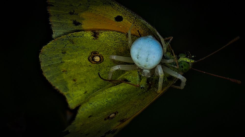 Фотография автора Юлия Воронова