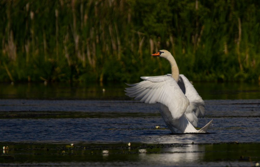 Photograph by Екатерина