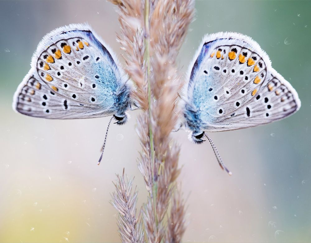 Лесной дуэт