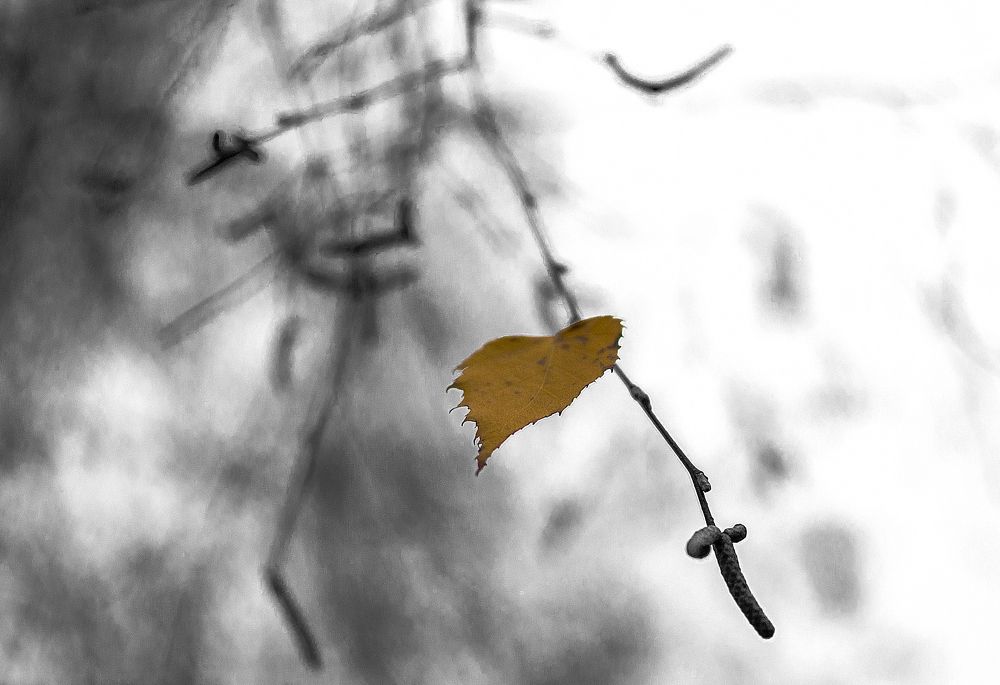 Photograph by Светлана Мельник